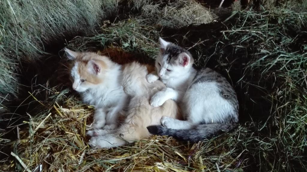 Hanserhof زيل أم زيلر المظهر الخارجي الصورة